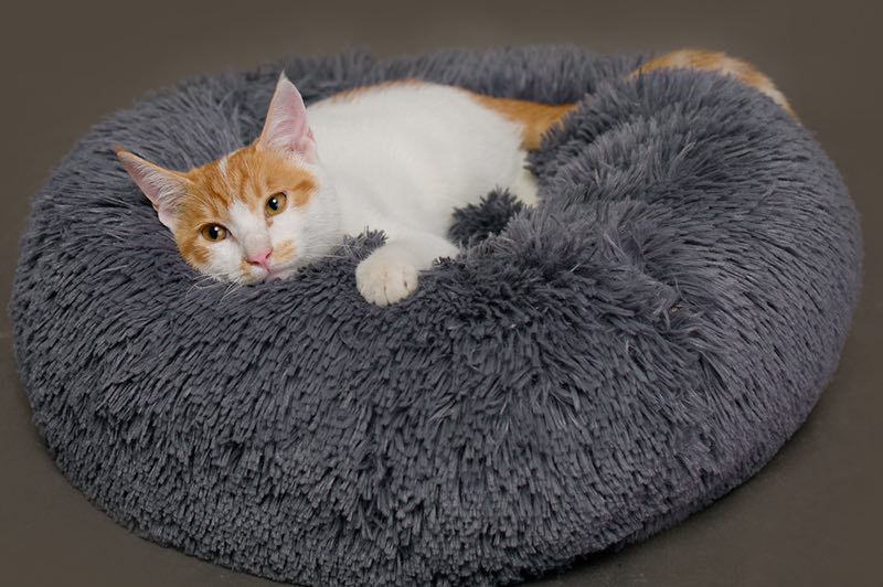 Pet Friendly Cushion
